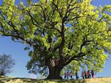 IMG_4517